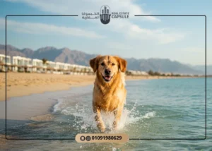 عيوب قرية بلومار العين السخنة - كامل التفاصيل