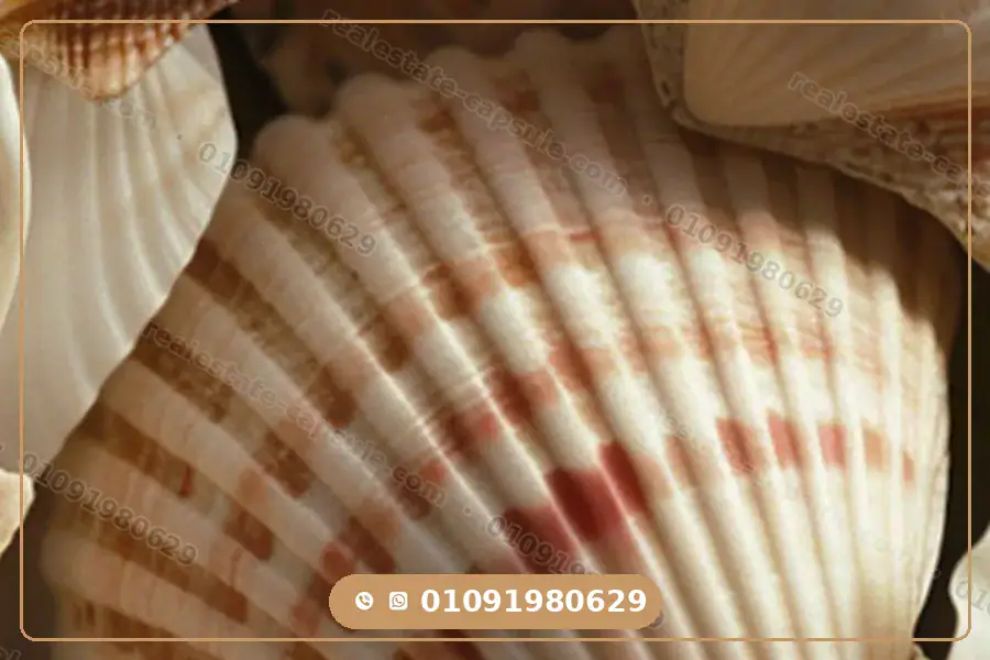 معنى اسم قرية صدف الساحل الشمالي